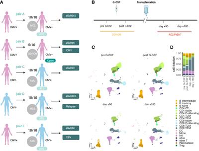 Single-cell clonal tracking of persistent T-cells in allogeneic hematopoietic stem cell transplantation